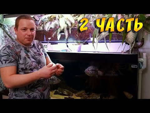 Видео: Подмена воды в большом аквариуме/ Население аквариума/ Кормление рыб/ Советы по содержанию! 2 часть