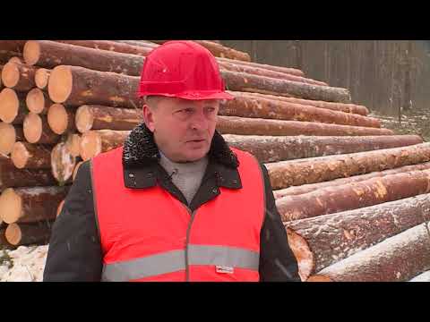 Видео: Лес: предприятие «Холбит»
