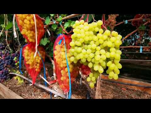 Видео: Кишмиши в теплице. Критическая оценка. Анализ.