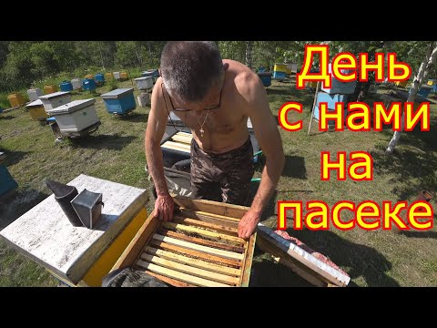 Видео: Целый день с нами на пасеке  24 06 2020. НАЧАЛО ВЗЯТКА