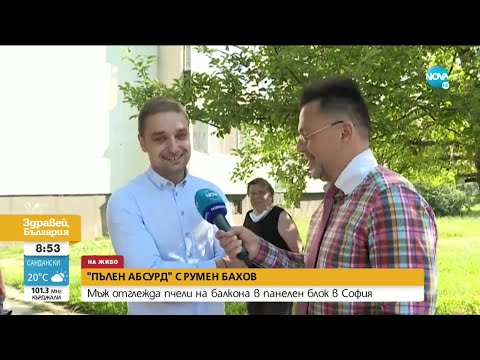 Видео: "ПЪЛЕН АБСУРД": Мъж отглежда пчели на балкона си в София - Здравей, България (29.06.2020)