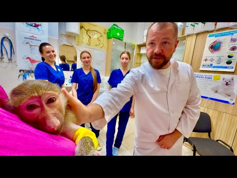 Видео: ДОЛГОЖДАННОЕ ВИДЕО! Маня сегодня съездила в клинику «ЗооДоктор» и ей сделали последнюю капельницу!