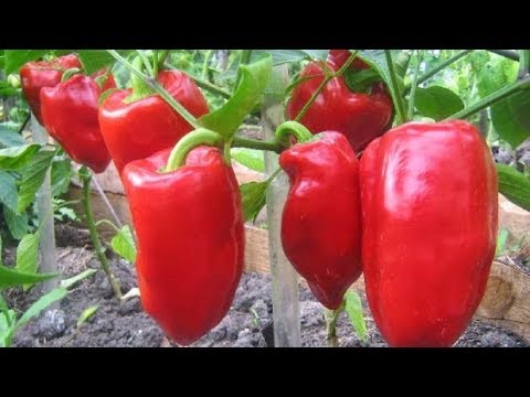 Видео: САМЫЕ УРОЖАЙНЫЕ  КРАСНЫЕ ПЕРЦЫ