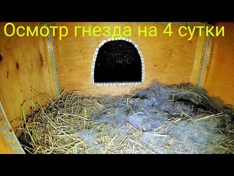 Видео: Осмотр гнезда на 4 сутки после окрола//Полтавское серебро