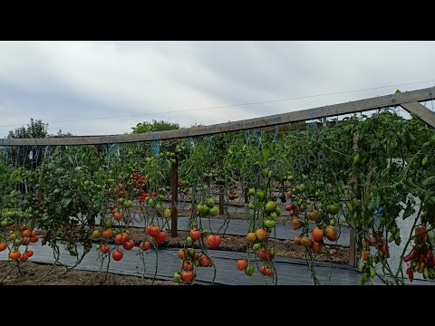 Видео: Почернели томаты/ Арбузов и дынь на грядках-термосах нет/ Беда с перцами/Летали теплицы