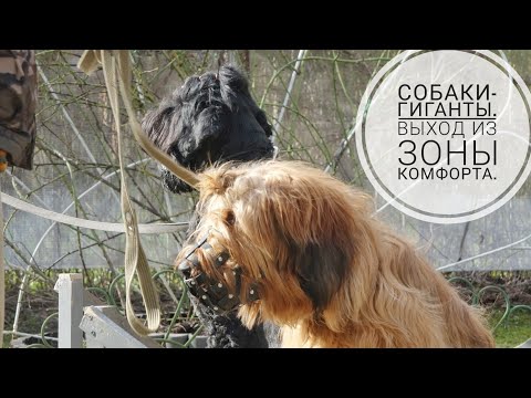 Видео: Догтренинг 742. Собаки-гиганты. Выход из зоны комфорта.