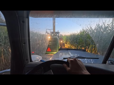 Видео: Открытие большого кукурузного поля