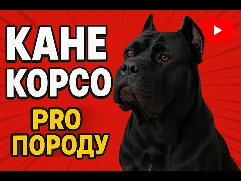 Видео: Кане корсо🐾 — собака, которая покоряет с первого взгляда!