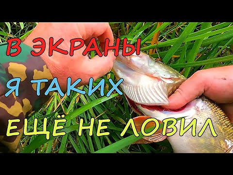 Видео: НЕОЖИДАННЫЕ ТРОФЕИ. Удачная рыбалка на экраны. Наловили ведро рыбы.