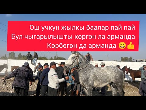 Видео: ОШ УЧКУН ЖЫЛКЫ БААЛАР ПАЙ ПАЙ СООДАЛАР ОТО КЫЗЫ БУЛ ЧЫРЫЛЫШТЫ КӨРГӨНДА АРМАН КӨРБӨГӨН ДА АРМАНДА😍✊👍
