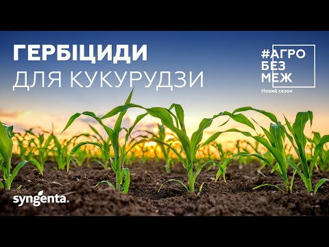 Видео: Гербіциди. Захист кукурудзяного поясу⭐