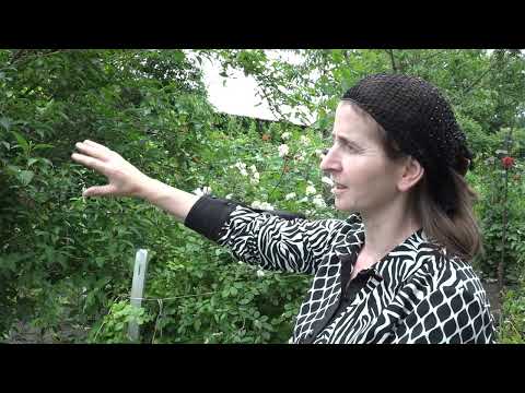 Видео: Вай боахам 050724 автор Холохоева Пятимат