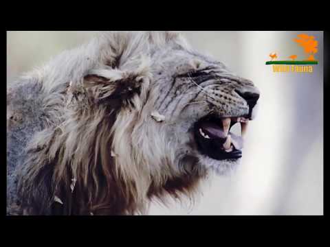 Видео: Wild Fauna / Львиная страна прайдов / Lion Country: Night an Day Часть 1