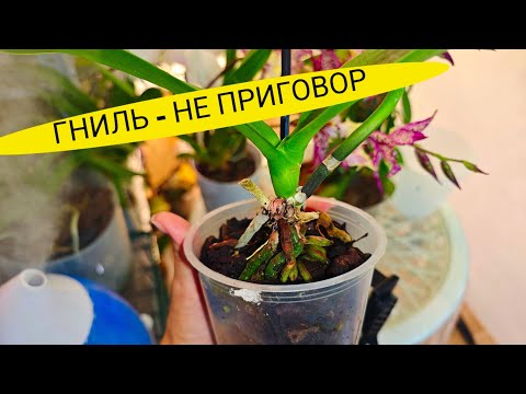 Видео: Это ЧУДО! Смотреть ВСЕМ, Чем спасла гнилушки орхидей?