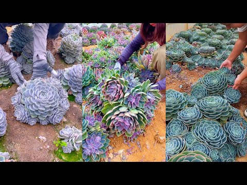 Видео: Сочный рай! Сбор огромных редких растений на гигантской ферме