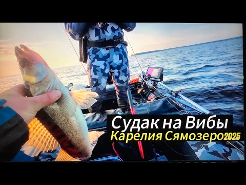 Видео: Карелия Август 2025 , Сямозеро , Ловим на вибы и ратлины судака,окуня ,щуку. Рыбалка в Карелии .