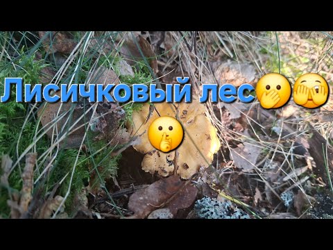 Видео: Лисичковый лес🫢🫣🤫