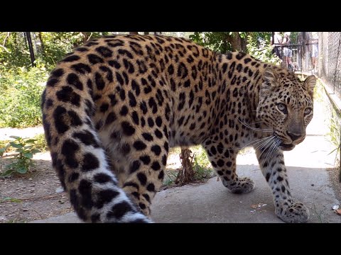 Видео: Крым глазами северян. Тайган великолепный!!