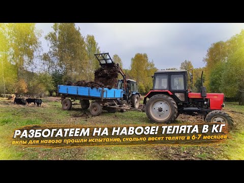 Видео: Новые вилы для навоза на МТЗ 82. Теперь разбогатеем на навозе🤣 Сколько весят телята в 6-7 месяцев