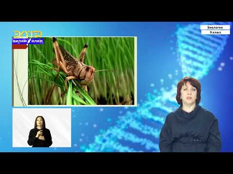 Видео: 9-класс | Биология | Популяция как форма существования вида в природе Популяция как единица эволюции