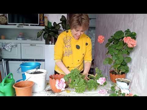Видео: Пересаживаю герань