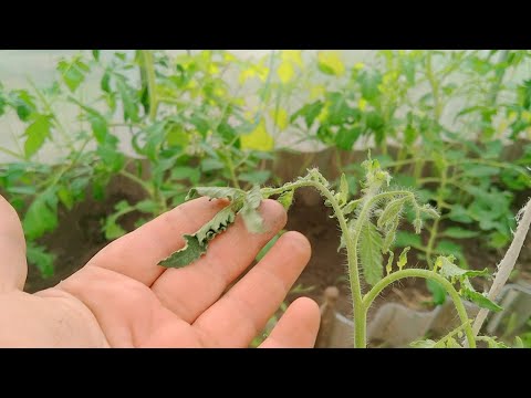 Видео: ПОМОГИТЕ СПАСТИ ТОМАТЫ!!! ВЯНЕТ МАКУШКА, СКРУЧИВАЕТ ЛИСТЬЯ 😭