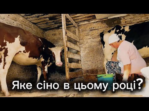 Видео: КАКОЕ КАЧЕСТВО СЕНО В ЭТОМ ГОДЕ? ЧЕМ КОРМИТЬ КОРОВ?🌾