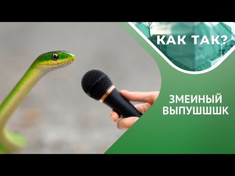 Видео: Ужи кусаются или нет? Как змеям удается быть ядовитыми? // "КАК ТАК?" Выпуск 19 Ч.1