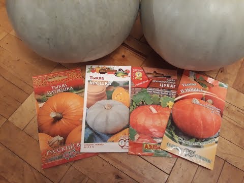 Видео: Что буду сажать! Обзор семян Тыквы:Плюшка,Крошка и Матрёшка от фирмы Гавриш!