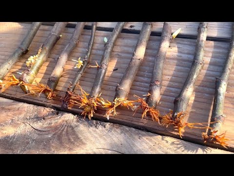 Видео: Удивительный метод размножения инжира! | Максимально возможный процент успеха