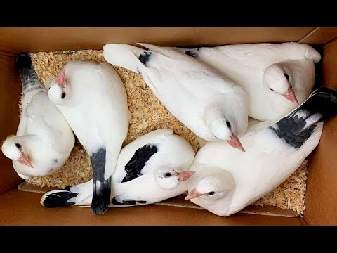 Видео: Как растут голубята? / How do doves grow?