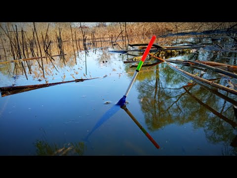 Видео: Крупная ПЛОТВА на поплавок! Рыбалка на поплавок.