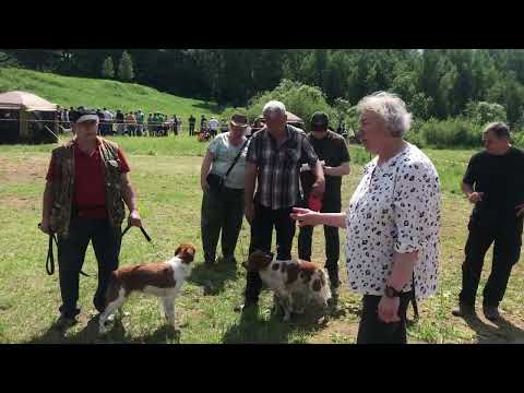 Видео: 130-ая Московская выставка охотничьих собак