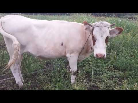 Видео: Когда покрывать телку?