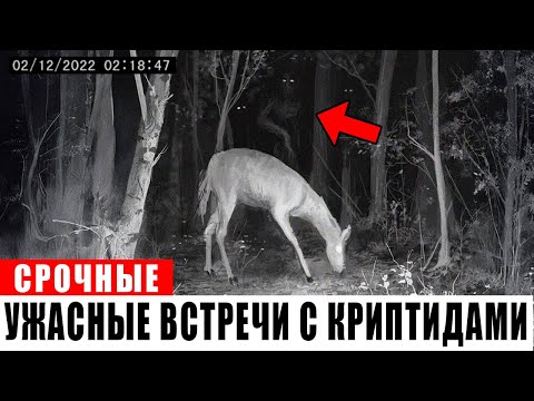 Видео: 60 СТРАШНЕЙШИХ Встреч с Дикой Природой и Криптидами, Которым Даже Скептики не Могут Отрицать!