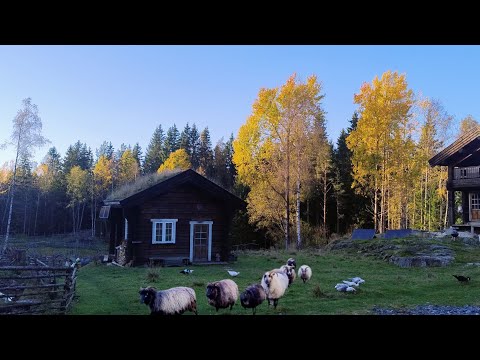 Видео: Конец октября в норвежских лесах | Овцы, прядение собачьей шерсти и снова дома