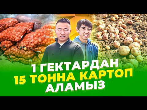 Видео: Жаңа технология! Бір гектардан 3 млн тг табыс, ҚАЛАЙ? Картоп өсіру. Картоп өсіру технологиясы.