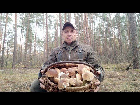 Видео: БІЛІ ГРИБИ НА РІВНЕНЩИНІ. 31ЖОВТНЯ 2024Р. ЗАРІЧНЕНСЬКИЙ Р-Н. ОСІННІЙ ПОХІД ДО ЛІСУ...