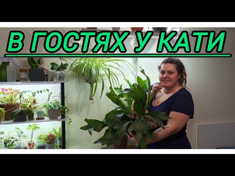 Видео: 💚В гостях у Кати 🪴