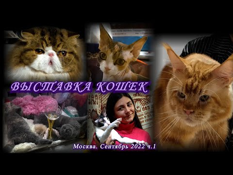 Видео: Москва. Сентябрь 2022. ТРК МАРИ. Международная выставка кошек .  Персы, ориенталы, бурмиллы. ч.1.