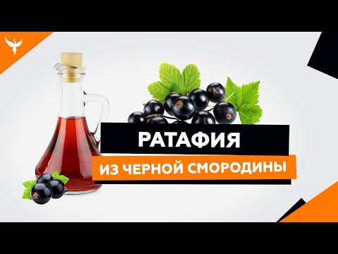 Видео: рДЖ 16: Ратафия из черной смородины