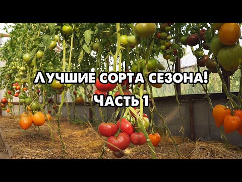 Видео: ОБЗОР ЛУЧШИХ СОРТОВ ТОМАТОВ СЕЗОНА!!! ЧАСТЬ 1