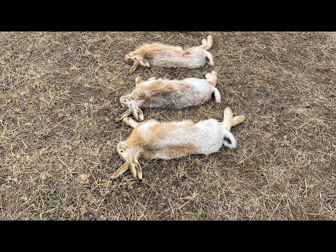 Видео: ПОГОНЯ ЗА ЗАЙЦЕМ! Охота на зайца. Сезон 2025-2026.