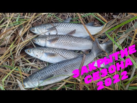 Видео: Рыбалка на Дону. Осень. Последний пеленгас. Закрытие сезона 2022