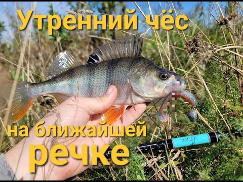 Видео: Спиннинг Relax Dictator: Первое впечатление и первые рыбы!