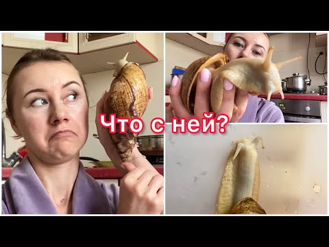 Видео: УБОРКА В КОНТЕЙНЕРЕ У УЛИТОК