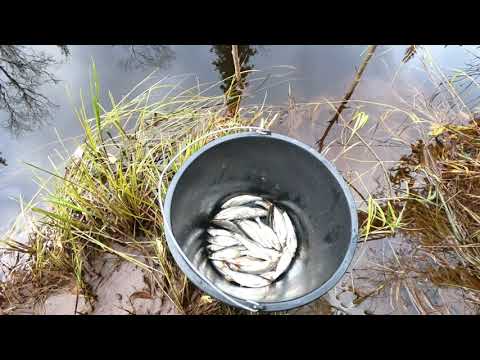 Видео: МОХТИК РЫБКА МАЛЕНЬКАЯ, НО ОЧЕНЬ ВКУСНАЯ! РЫБАЛКА НА ЕЛЬЦА СЕВЕРНОГО, ЗОЛОТАЯ РЫБКА ЯМАЛА!