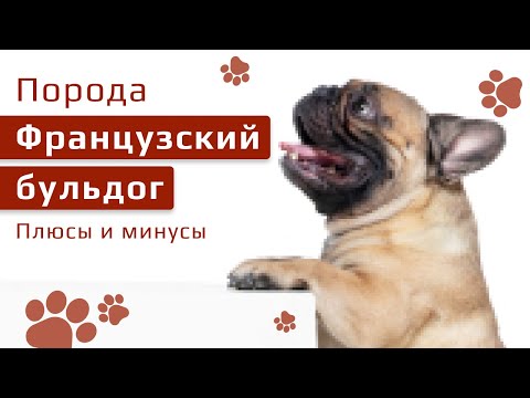 Видео: Порода французский бульдог плюсы и минусы