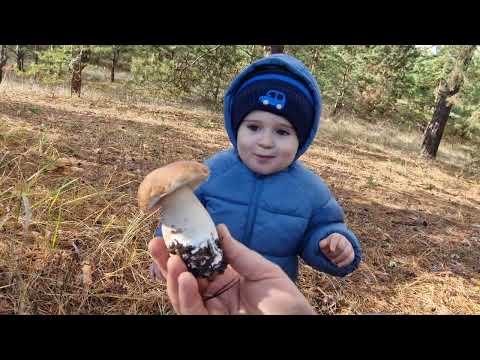 Видео: грибники опять  в лесу 😊