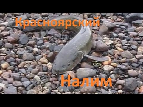 Видео: Диалоги о рыбалке - 168 - Красноярский край, притока Бахты. Енисей.